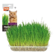 Erba per gatti, 100 g