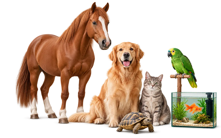 Cavallo, cane, gatto, pappagallo, pesce in acquario e tartaruga di terra